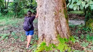 Huge Ancient Jungle Mango (Mangifera laurina, M. indica) Trees at Borneo Cemetary