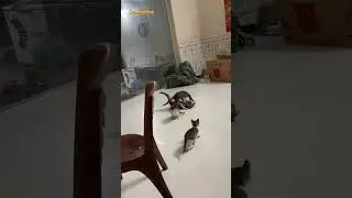 Cats fighting video #cat #cats #funny #funnyvideos #funnyanimals