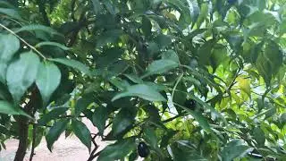 Rain forest plum fruit
