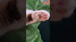 cat paw dance🐾 #wednesday #halloween #cat #funny #catvideos