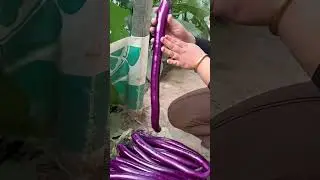 Rural Affairs and Agriculture #High-quality Agricultural Products #Agricultural Planting #My Rural