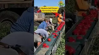 Amazing modern bell pepper harvesting farm