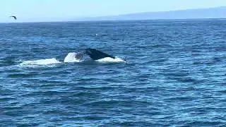 Monterey Whale Watch - humpback whale #whale #sea 