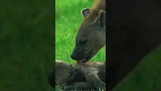 Hyenas are extremely social | ReWild #shorts