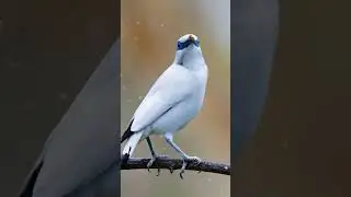 Fascinating Facts About the Bali Starling #Shorts #BaliStarling #BirdFacts
