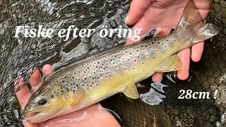 Öringfiske i en liten å i skåne 