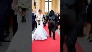 Gorilla wedding Human 😨 #shorts