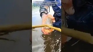 Fish having sharp teeth like a plier.