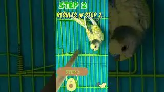 Making of RAINBOW SPANGLE 🌈Budgie | Mutation Making | KARTIS #kartis