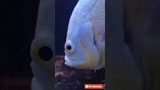 E ESSES ALBINOS #aquarismo #peixeornamental