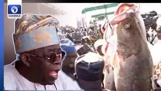 Argungu Fishing Festival Organisers Gift Winning 59kg Catch To Tinubu