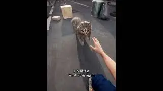 OIIAOIIA КОШКА на улице #oiiaoiia #мемы #happycats #maxwellcat