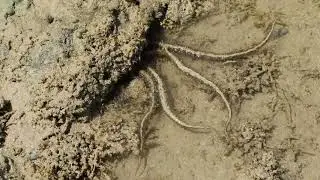 Die Stachelh&auml;uter (Echinodermata). ОФИУРА или ЗМЕЕХВОСТКА (лат. Ophiuroidea) . 2H1A5744