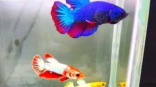 betta fish breeding,ikan cupang,betta breeding