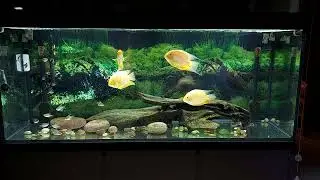 450 litre bare bottom Severum tank.