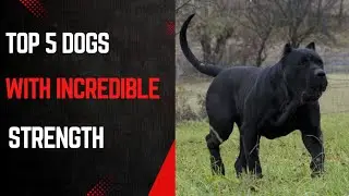 Top 5 dog with incredible strength#doglive #wildlife