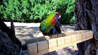30+ mins of bird heaven | Relaxing music | Australian birds | Stress Relief | Time to wind down