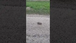 🐍WESTERN Diamondback Rattlesnake 🐍 #shorts #trending #fyp #foryou #wildlife #nature #venom #live