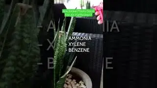 Are Snake Plants Good For Air Purification? 🤔🪴 #whenyougarden #snakeplant