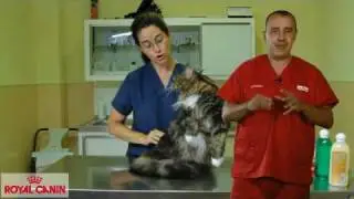 La agresividad de los gatos - Salud felina Royal Canin