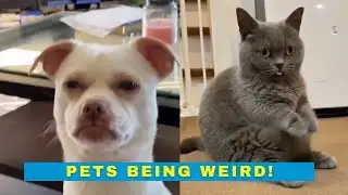 Goofy Pets - Funny Videos of Cats and Dogs Being Weird