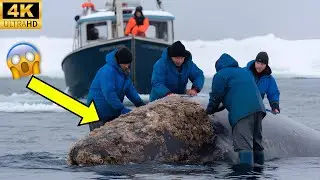 Cleaning a Whale Covered in Barnacles &ndash; A Heartwarming Rescue