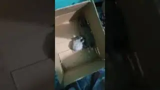My first rabbit