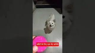 Bought a New Ball for My Dog#youtube#viral #Sweety#funny #cute#baby