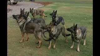 Drones named in memory of border dogs