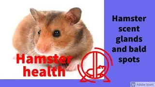 Hamster scent glands | Hamster bald spots and dark patches