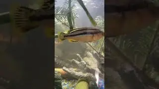 Aggressive African Cichlid. Need ideas on how to tame him.