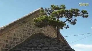 Pinie auf dem Kirchendach
