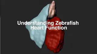 Understanding Zebrafish Heart Function - Understand the Development of the Human Hearth