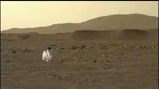 Animals on mars | Nasa's Mars Perseverance Rover Sends Fascinating Pictures - Curiosity Mission