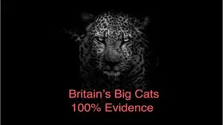 Britain&rsquo;s Big Cats 100% Evidence