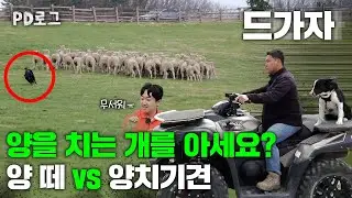 양을 치는 개를 아세요? | PD로그 | 53화 메에~ 양 떼를 부탁해! 양치기 PD!