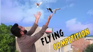 Sherazi Vs Baby Pigeons ... Who Will Come First?