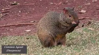 AGOUTI looking for food, DASYPROCTA AGUTI, (DASYPROCTA), CUTIA, Wild animal.