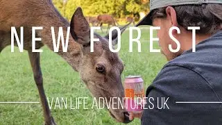 New Forest National Park- Van life adventures UK