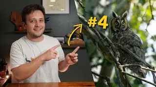 My Unbelievable Bird Encounters of 2025 (Top 10)