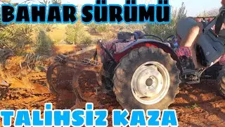 AYNI ARAZİDEKİ ZEYTİN ve BAĞA DERİN BAHAR SÜRÜMÜ... GÖRÜNMEZ KAZA DRONU DÜŞÜRDÜK...