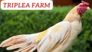 Beautiful White Black Birds La Triplea Farm 2025