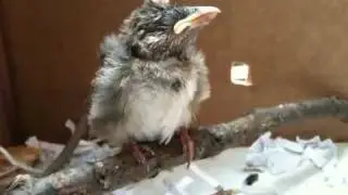 Sleepy Sparrow