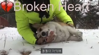 HeartBroken Corgi Death - Corgi Lover Channel