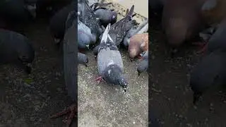 I compassion and rescue love birds #birds #pigeons #beautiful #compassion #rescue ep1
