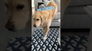 My dog doing yoga poses #goldenretriever #dog #puppy #dogs #stretching