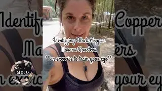 How to Identify Young Roosters - Using **Black Copper Marans**