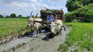 Bullock Cart Mud Stuck In heavy loaded ride | ox