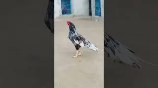 mianwali aseel cross Short video