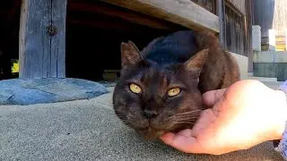 Чёрный кот у храма много говорит